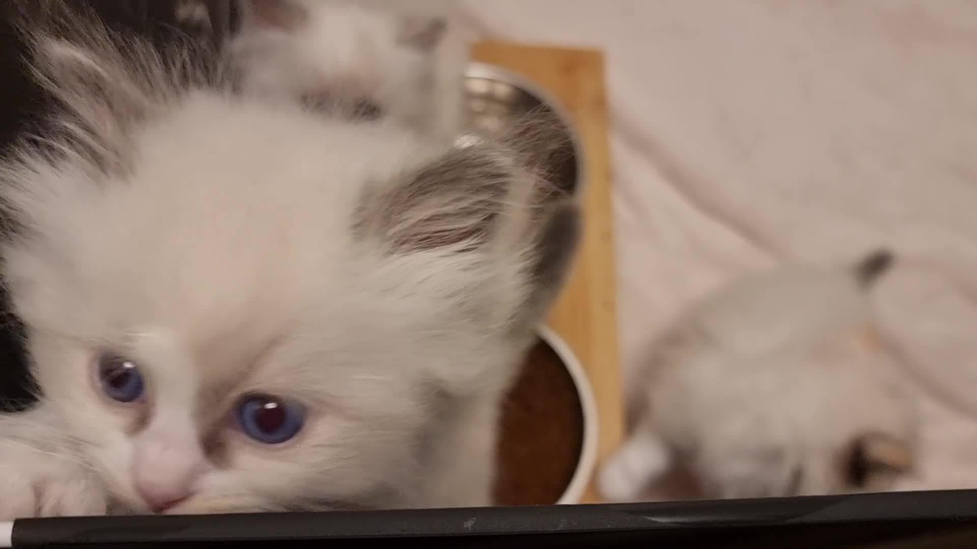 Ragdoll cats for sale: Pedegree stuning Ragdoll kittens - Video 1