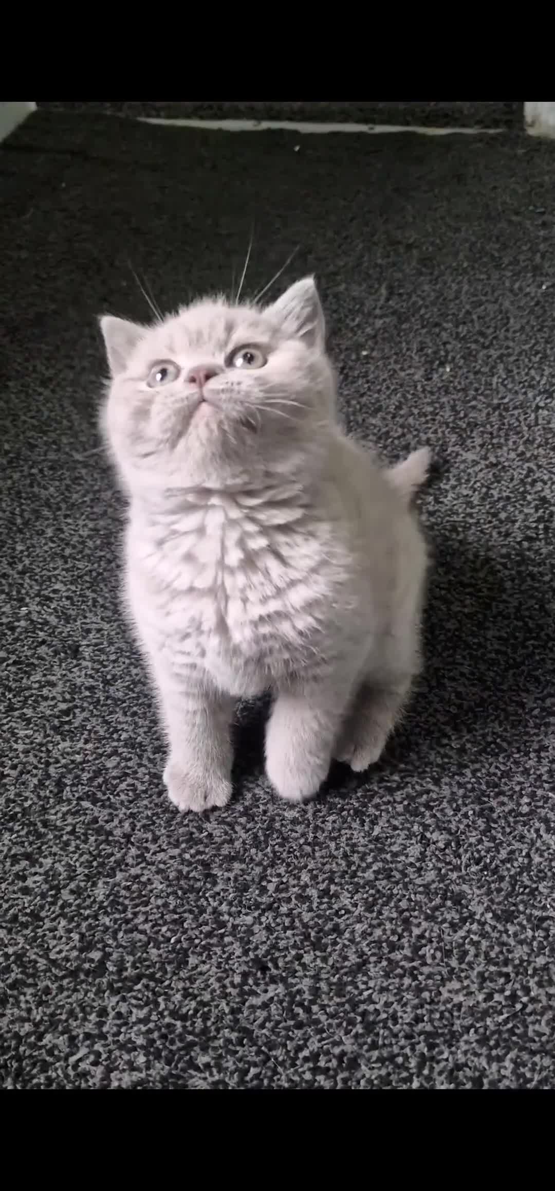 British Shorthair cats for sale: Fawn Kitten For Sale - Video 1