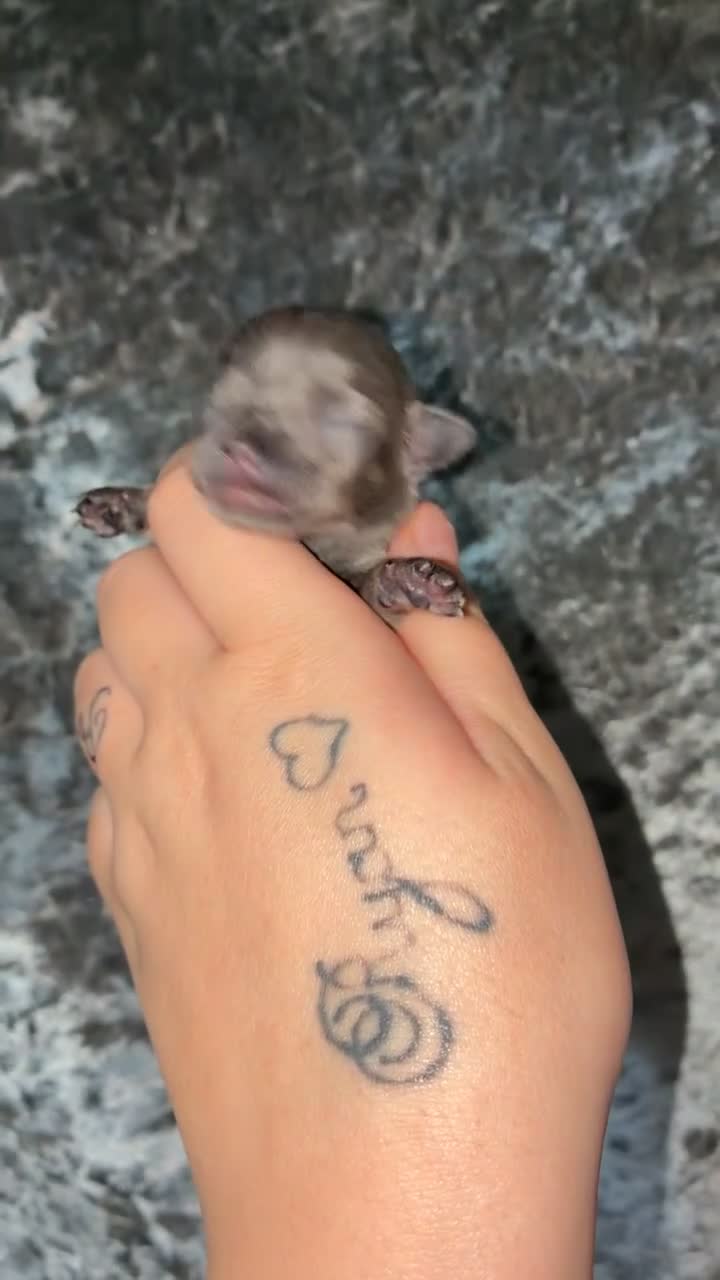 Chihuahua dogs for sale: Chihuahua in Hartlepool - Video 3