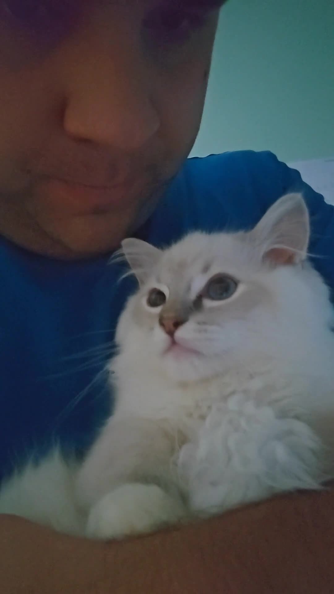 Ragdoll cats for sale: READY TO GO ❤️LAST BOY❤️ REGIONAL WINNER - Video 1