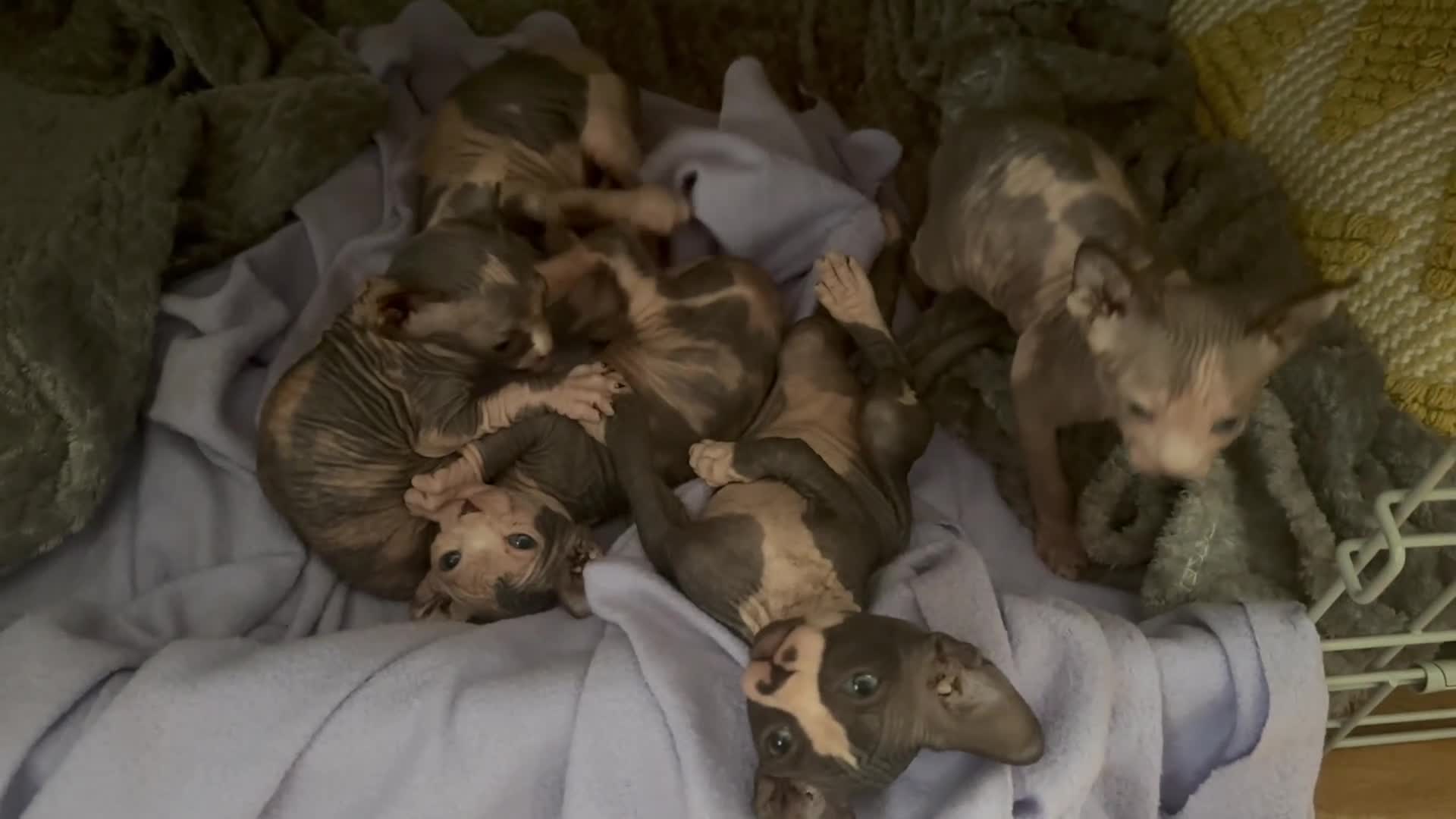 Sphynx cats for sale: Adorable sphinx kittens - Video 1