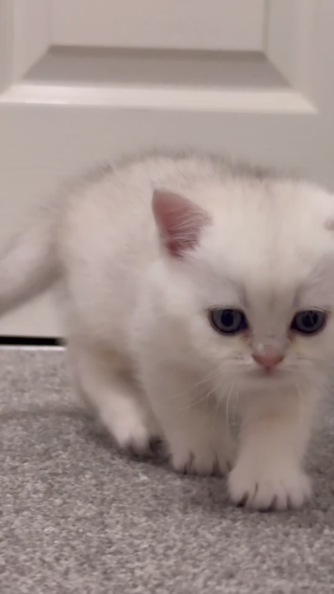 British Shorthair cats for sale: Pedigree British Shorthair kittens - Video 2