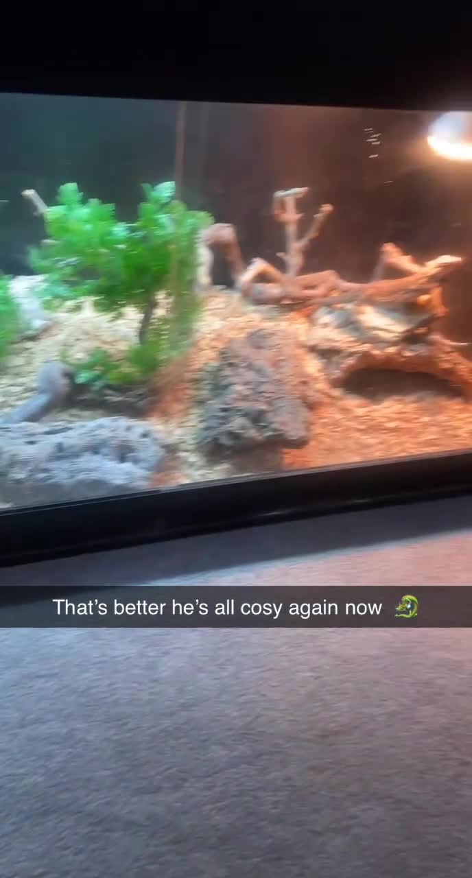 Bearded Dragon reptiles for sale: Bearded dragon  - Video 1