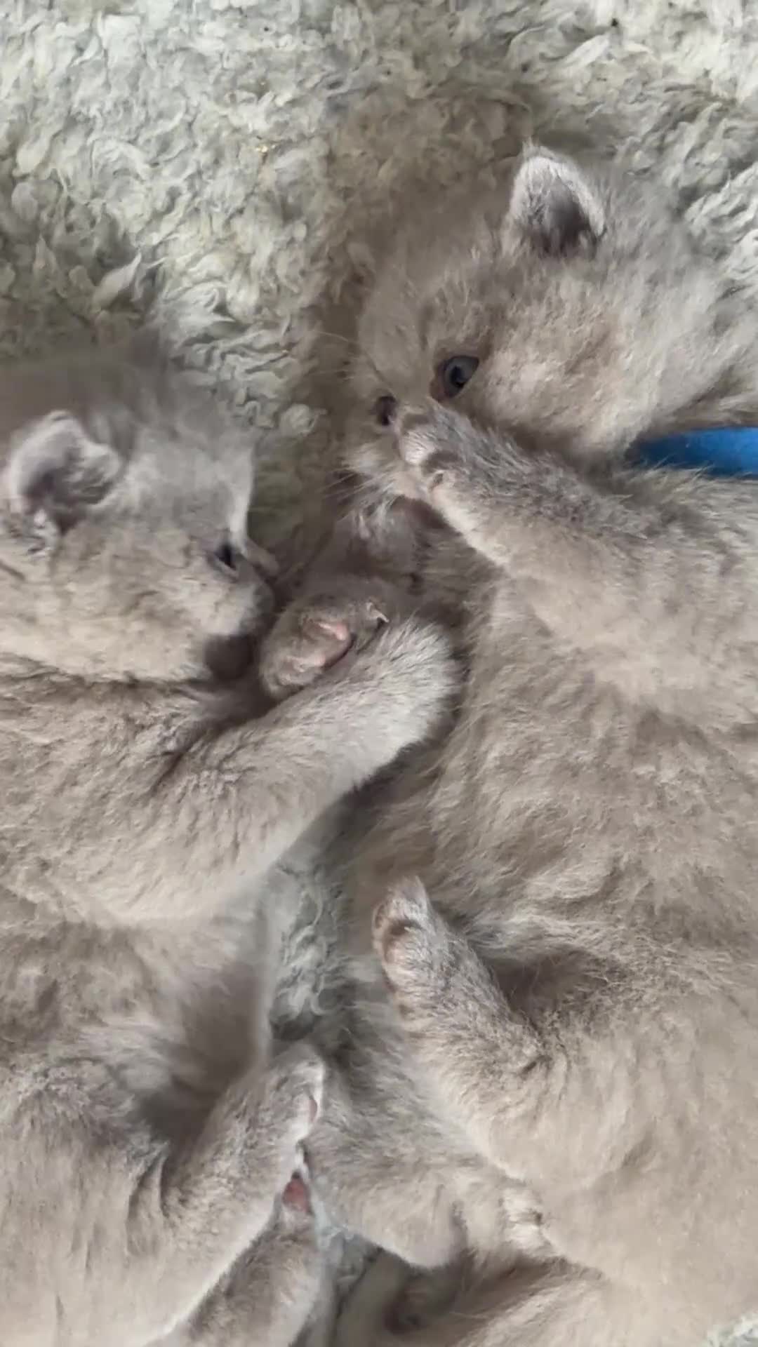 British Shorthair cats for sale: Beautiful Lilac British Shorthaired Kittens - Video 1