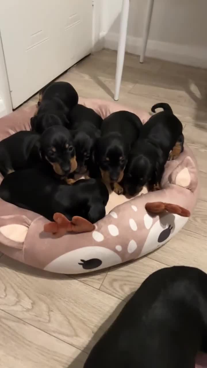 Miniature Dachshund dogs for sale: Miniature Dachshund  - Video 1