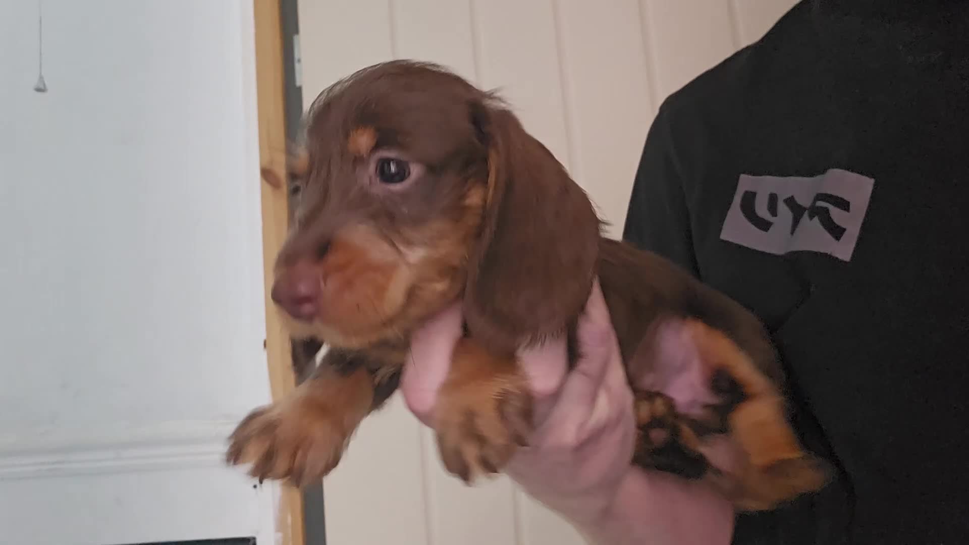 Miniature Dachshund dogs for sale: 4 beautiful wire haired daschunds  - Video 2