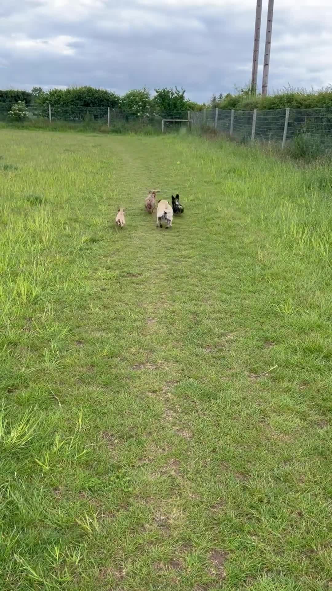 Miniature Dachshund dogs for stud: Isabella Dapple STUD carrying CREAM - Video 2
