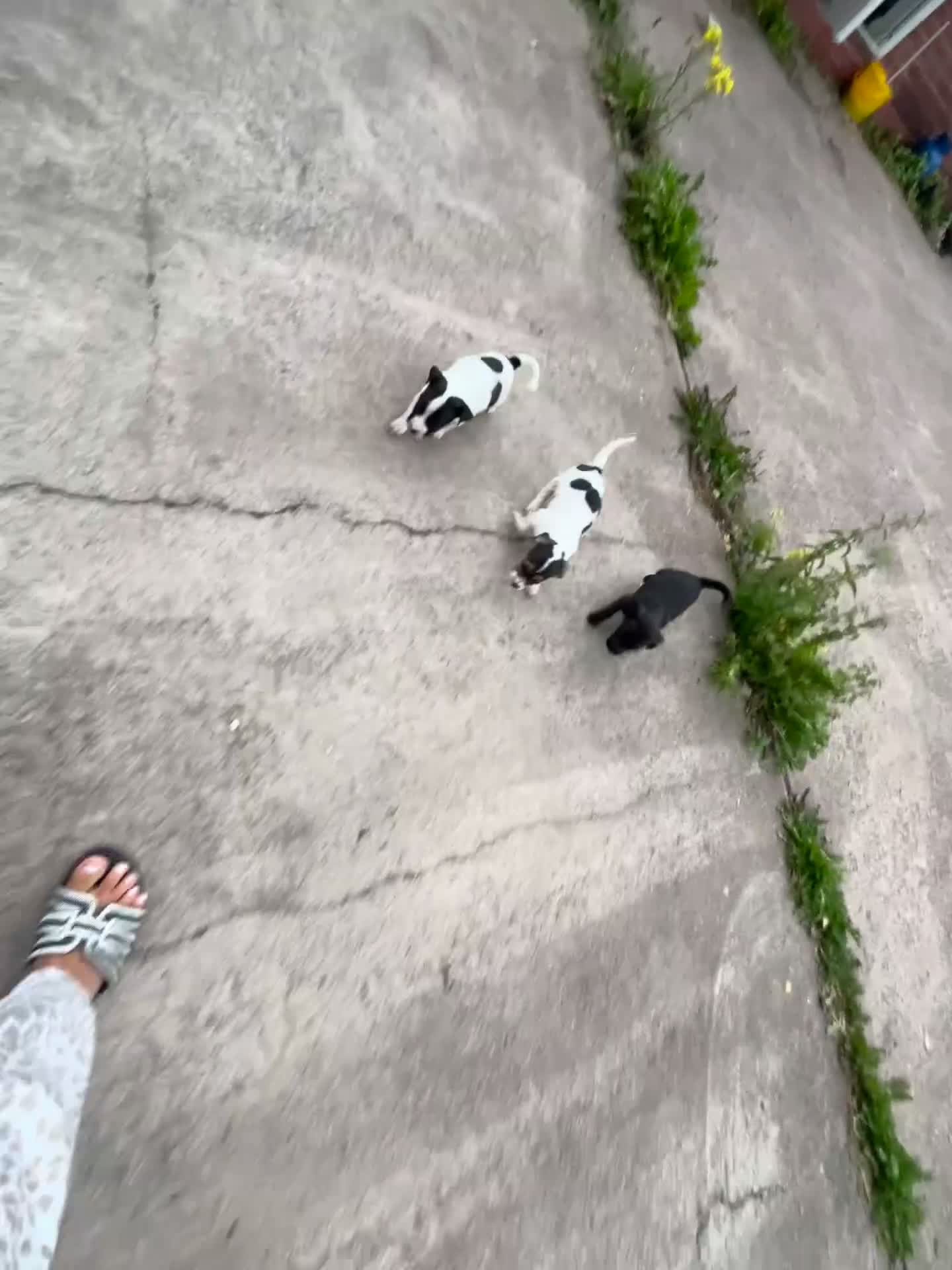 Jack Russell dogs for sale: 2 puppies for sales - Video 1