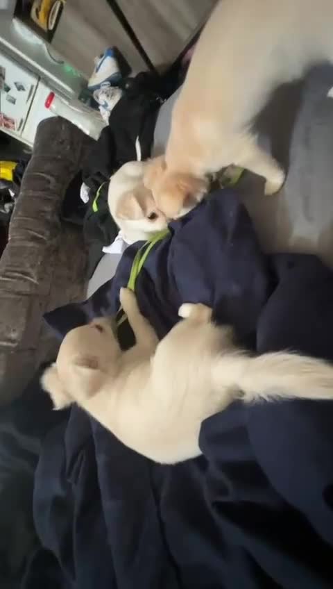 Chihuahua dogs for sale: Long haired chihuahua  - Video 3