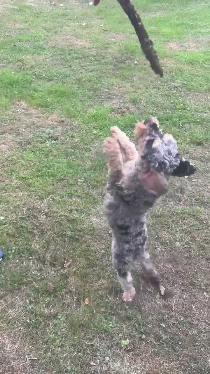 Cockapoo dogs for sale: Beautiful Merle cockapoo  - Video 2