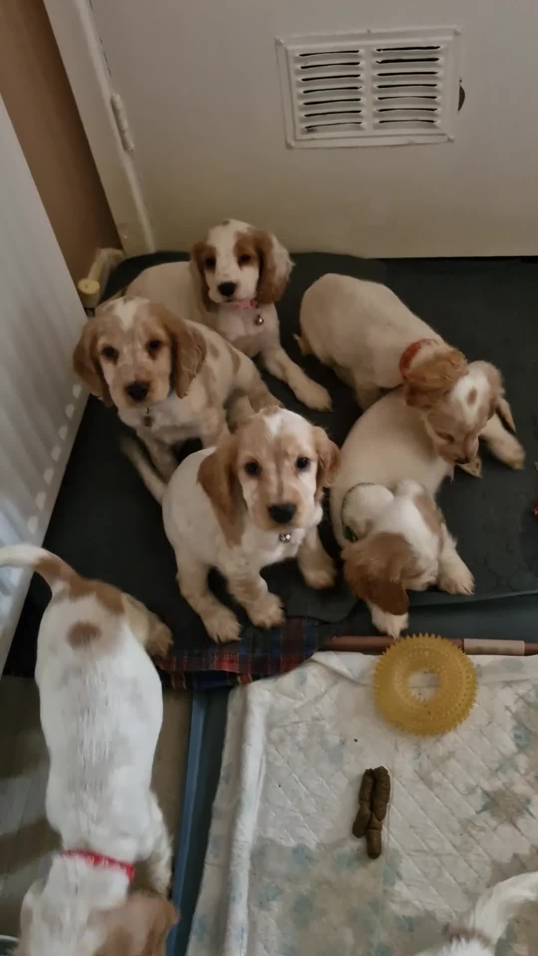 Cocker Spaniel dogs for sale: KC REGISTERED COCKER SPANIELS - Video 1