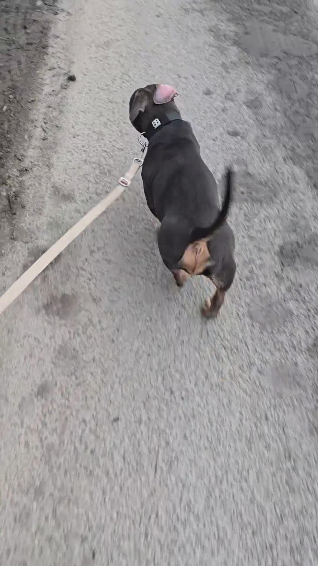 American Bully dogs for sale: ✨️pocket bully✨️ - Video 1