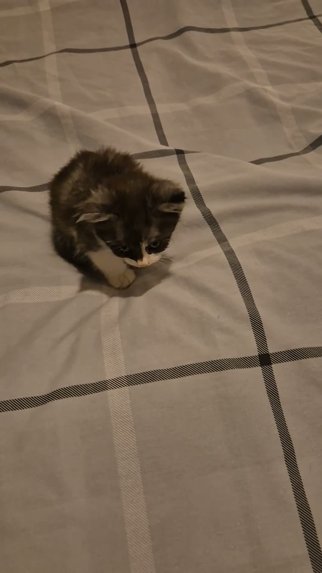 Mixed Breed cats for sale: Beautiful 8-Week-Old Kittens  in Wellingborough - Video 2