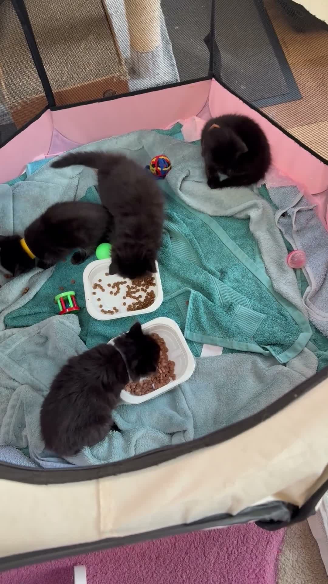 Maine Coon cats for sale: Maine coon (half) kittens  - Video 1