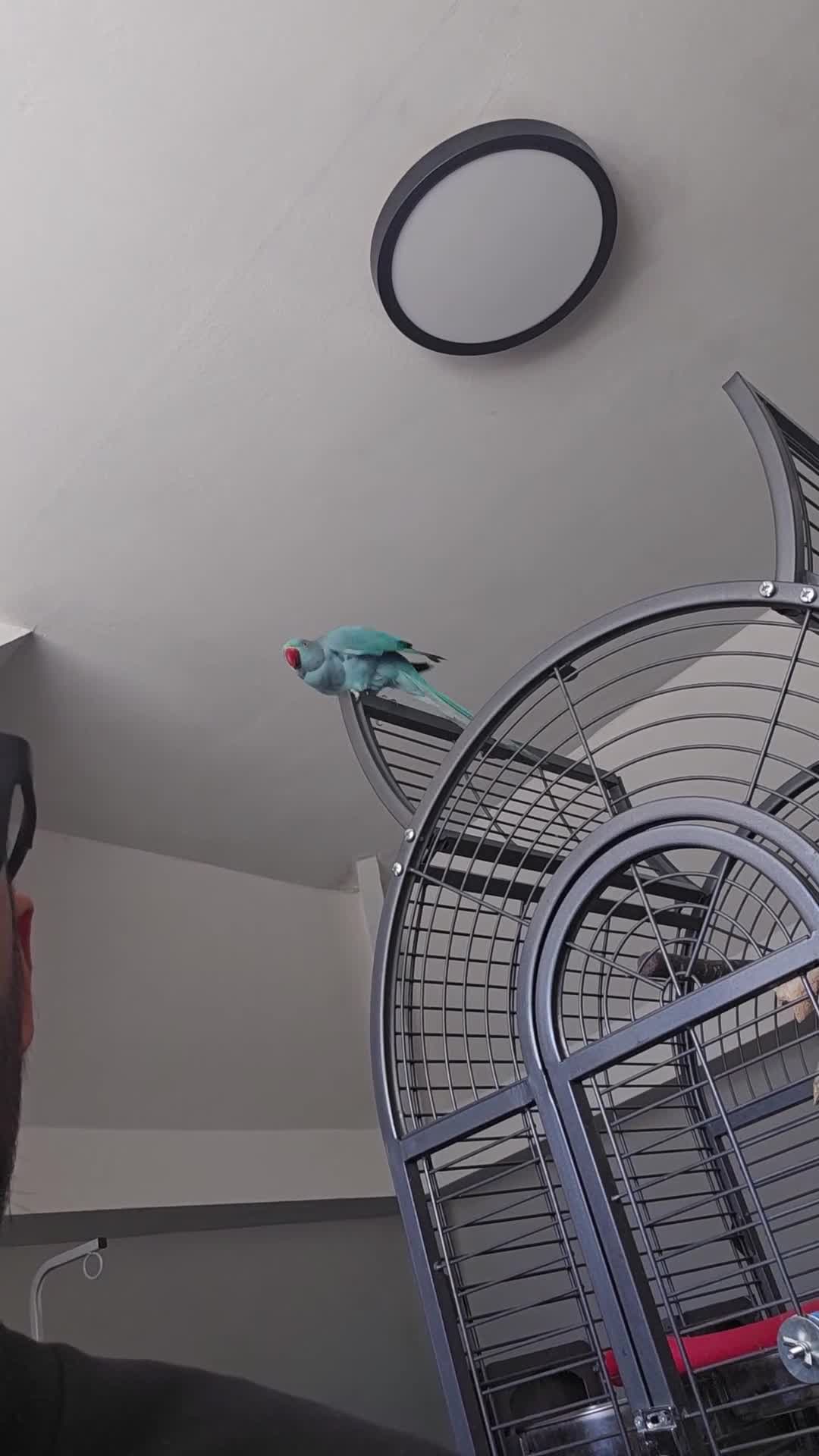 Ringnecks birds for sale: Blue male Ringneck for sale - Video 1