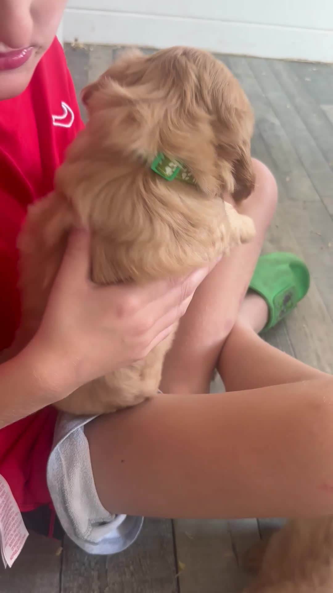 Cockapoo dogs for sale: F1b outstanding cockapoo fully  health tested in Ely - Video 3