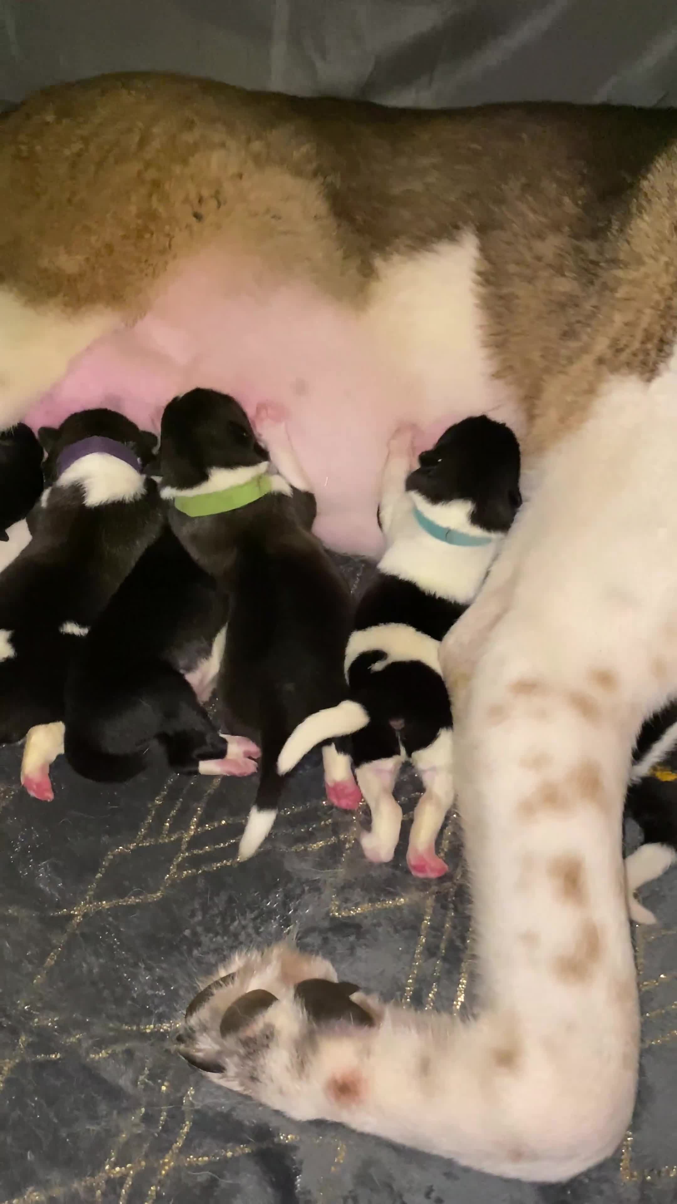 Akita dogs for sale: American Akita Puppies 9 boys 2 girls  - Video 2