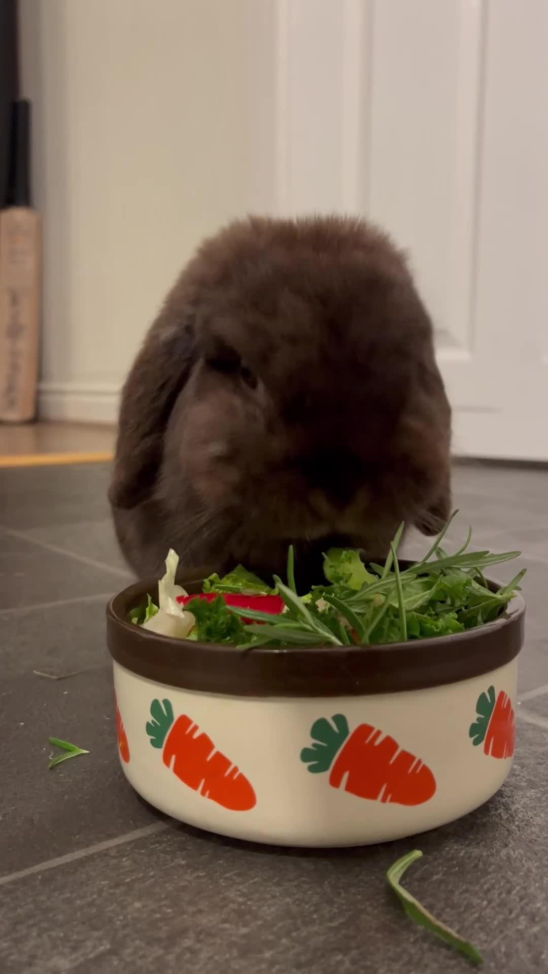 Mini Lop rabbits for sale: Sweet Mini Lop in Chesterfield - Video 1