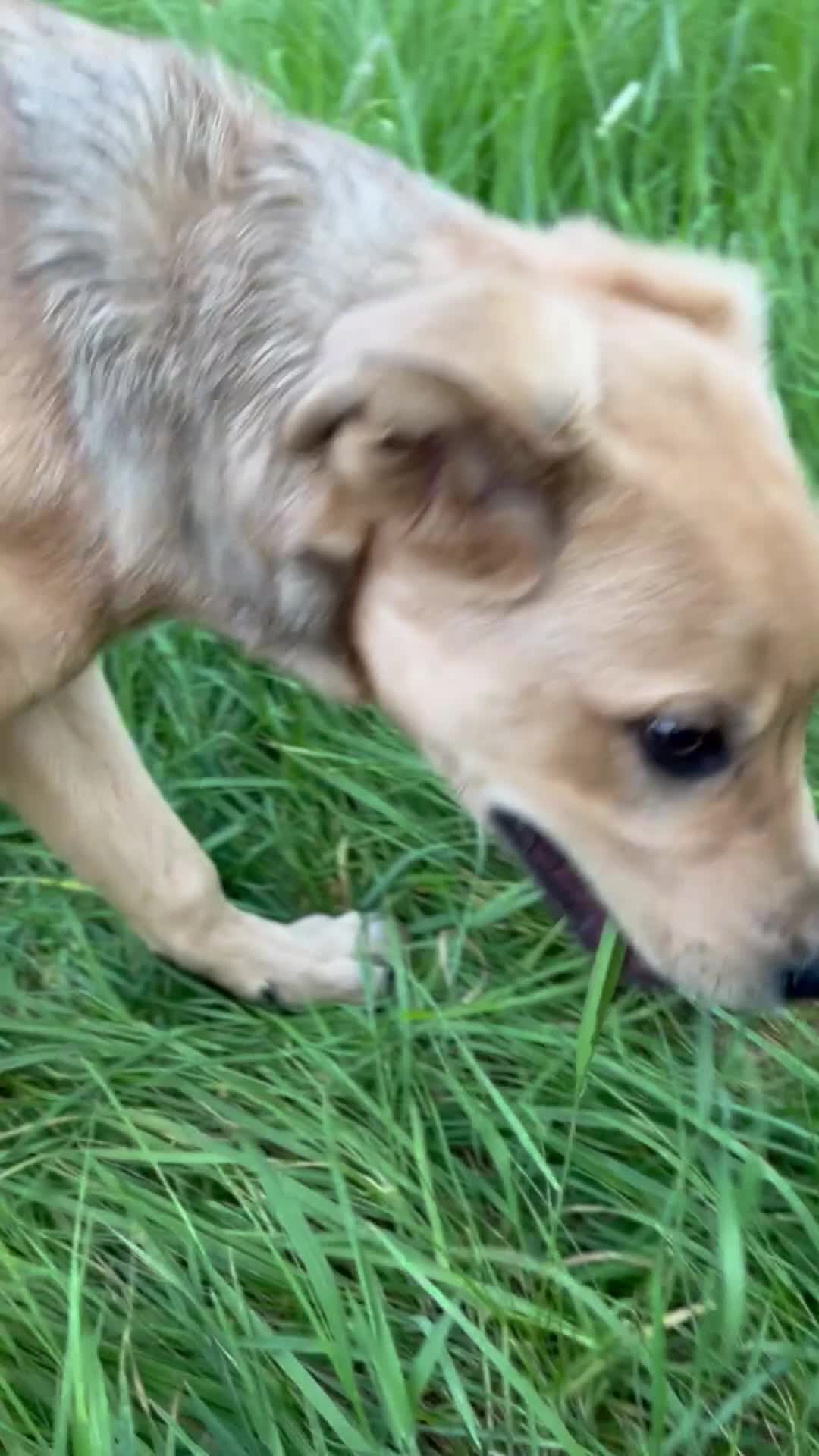 Mixed Breed dogs for sale: Max 11 month - Male  - Video 1