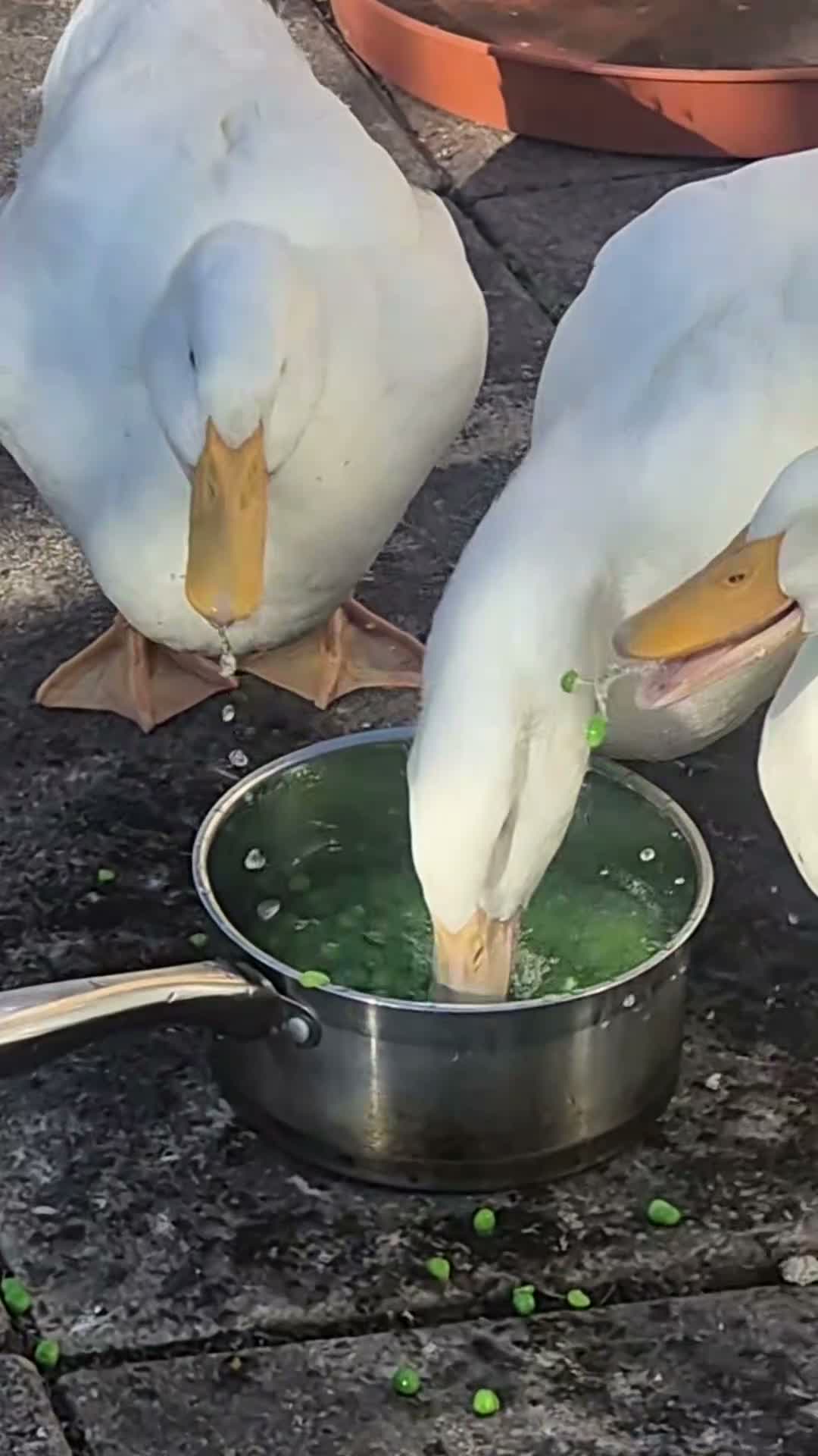 Ducks poultry for sale: Three Aylesbury Ducks  in Bracknell - Video 1