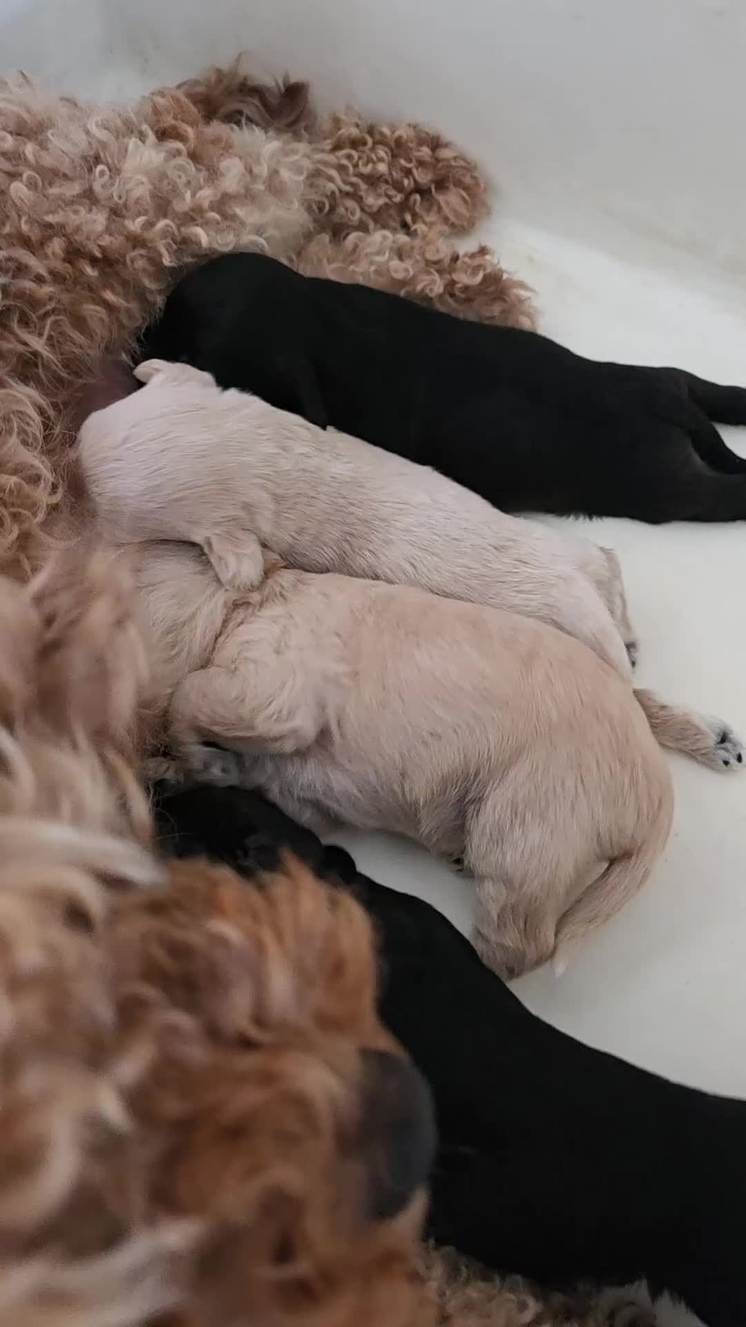 Mixed Breed dogs for sale: Schnockerpoo's - Video 1
