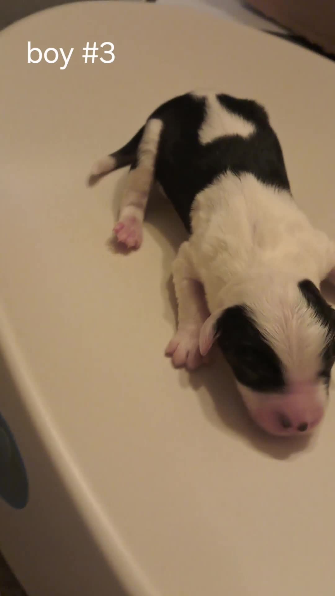 Sheepadoodle dogs for sale: Sheepadoodle puppies F1 - Video 5