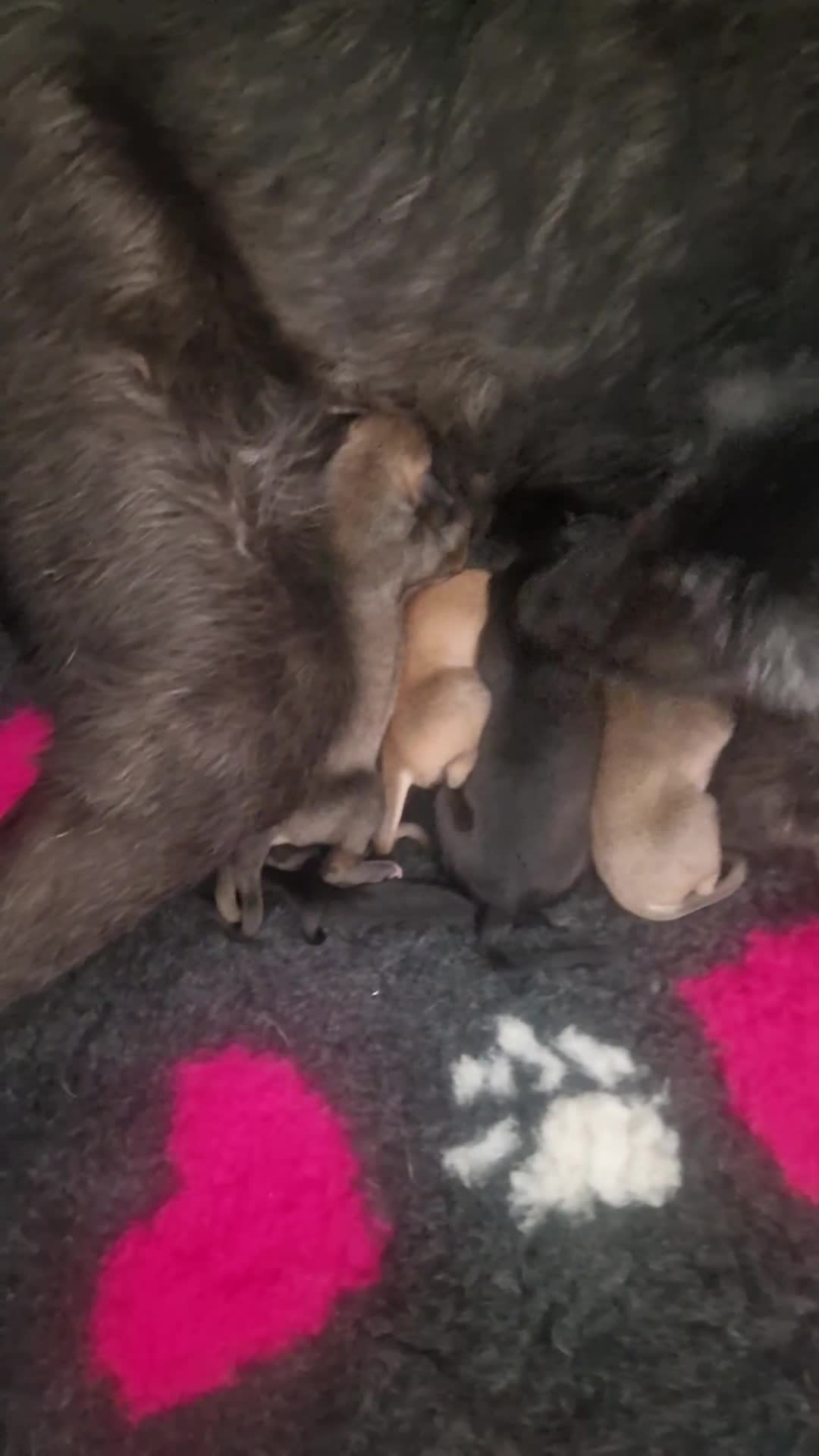 Lurcher dogs for sale: Stunning Lurcher puppies in Sheffield - Video 1