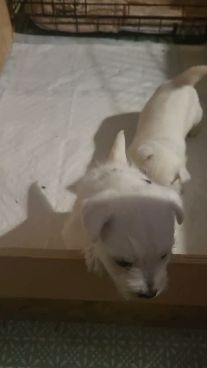 West Highland Terrier dogs for sale: Both now gone - Video 1