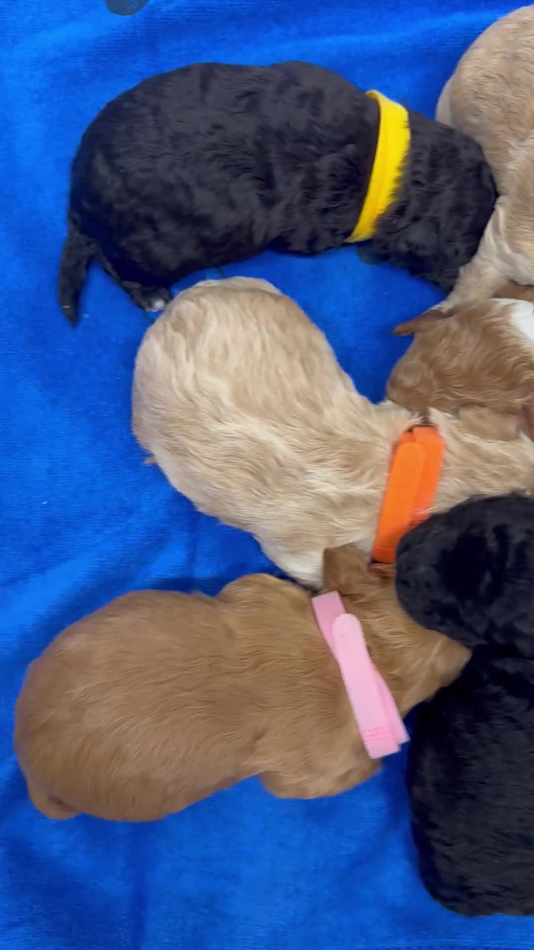 Cavapoo dogs for sale: An Exceptional Offering of F1 Cavapoo Puppies in Croydon - Video 1
