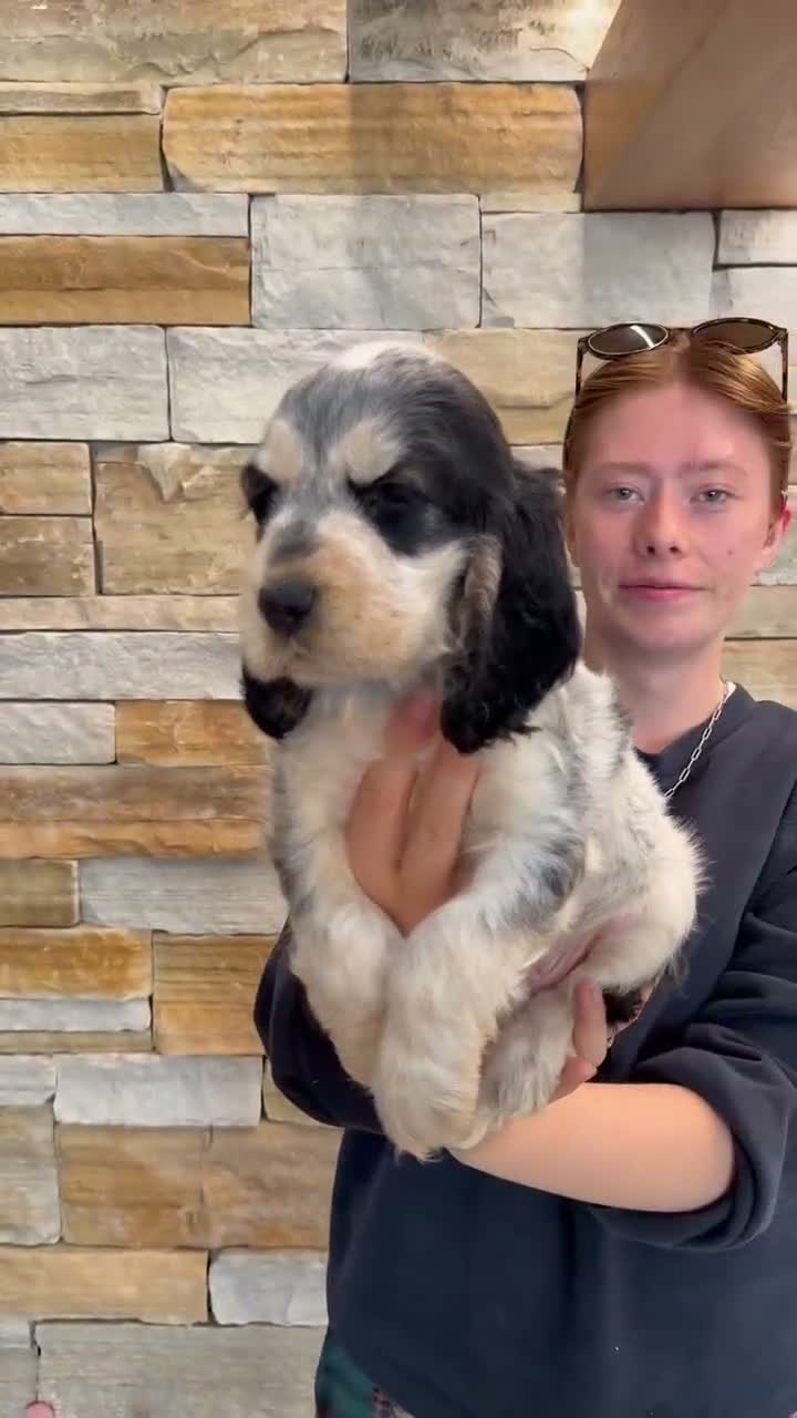 Cocker Spaniel dogs for sale: ❤️ Stunning K.C Show Cocker Spaniels ❤️ - Video 2