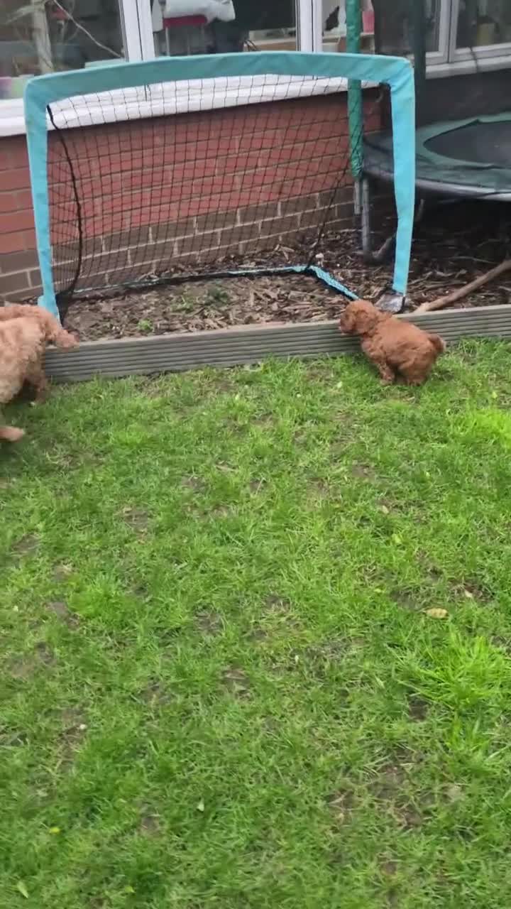 Cavapoo dogs for sale: ⭐️Deep Red Cavapoo Puppies🐾🐶 READY NOW - Video 1