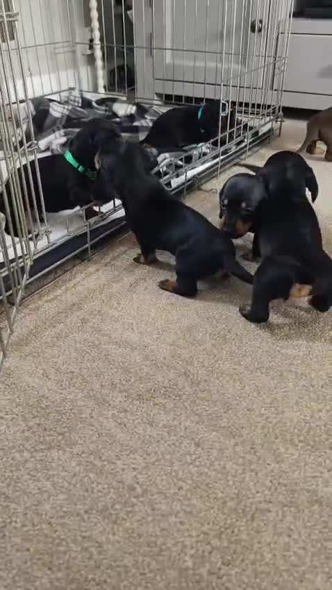 Dachshund dogs for sale: Kc standard Black and Tan dachshunds - Video 1