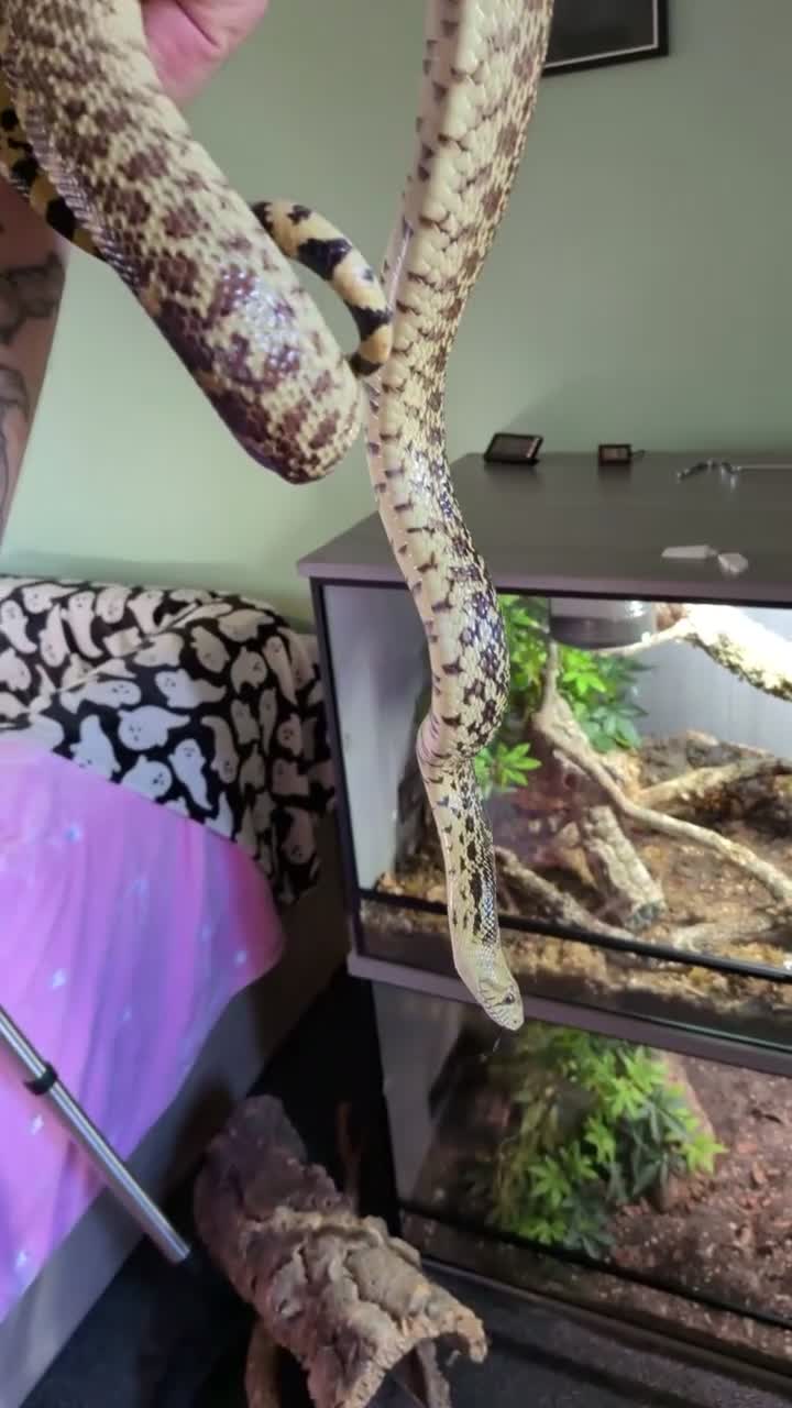 Snake reptiles for sale: Bull snake for sale in Lockerbie - Video 1