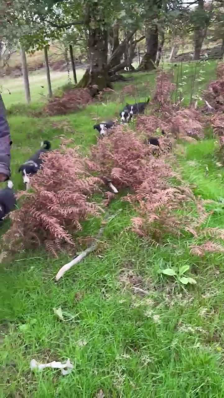 Border Collie dogs for sale: Farm bred border collie puppies - Video 3