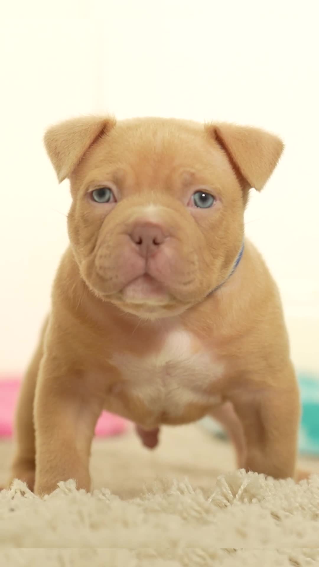 American Bully dogs for sale: Extraordinary Pocket Bully pups - Video 1