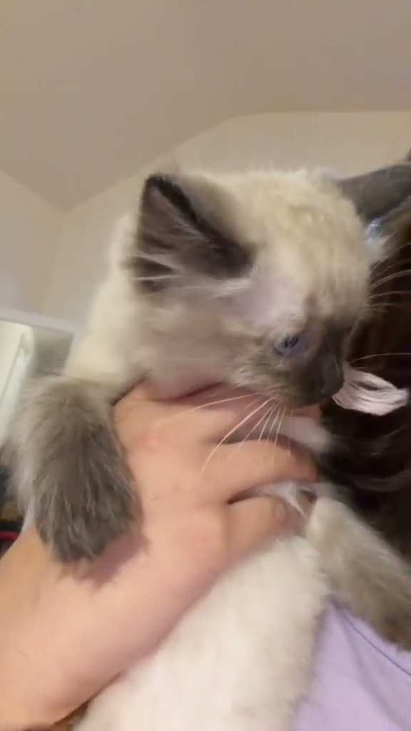 Ragdoll cats for sale: Rag doll  - Video 1