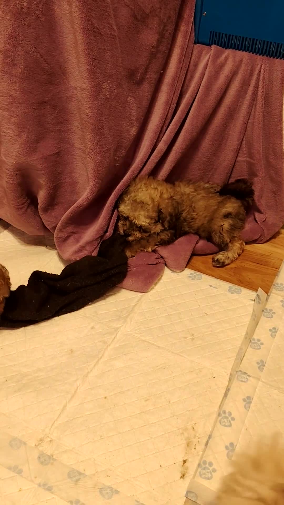 Shihpoo dogs for sale: 2 shihpoo girls looking for there forever homes - Video 2