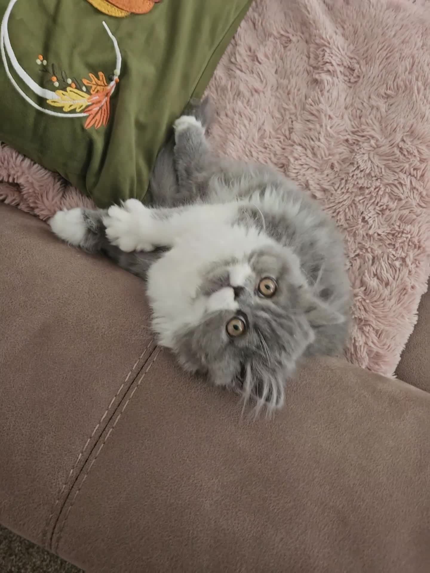 Persian cats for sale: Stuning Persian Girls - Video 1