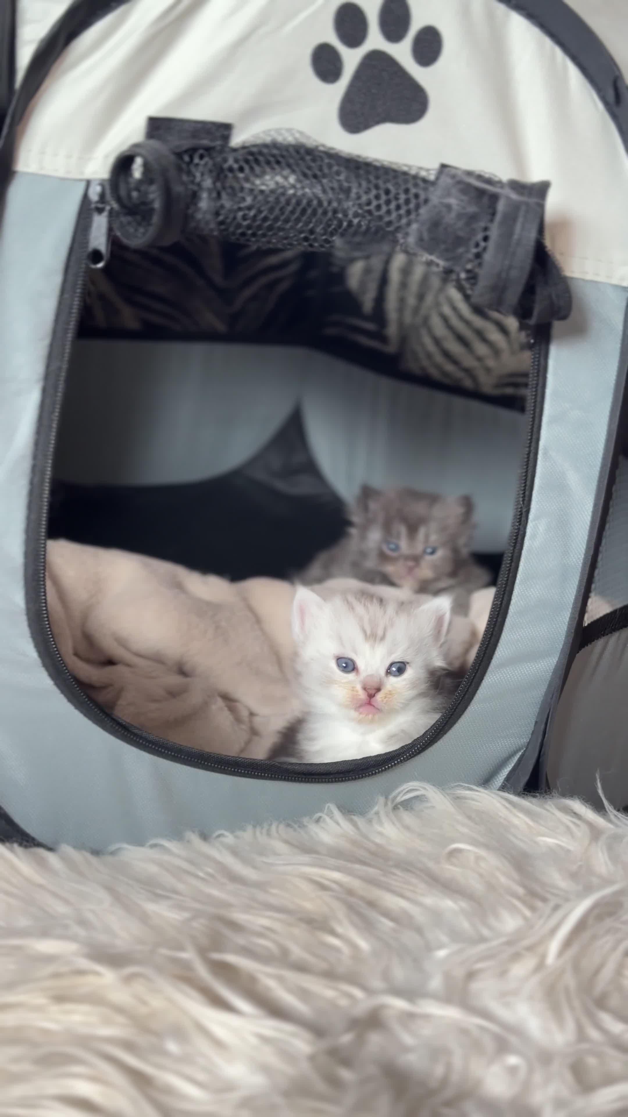 Perdoll cats for sale: Rare Perdolls  - Video 2