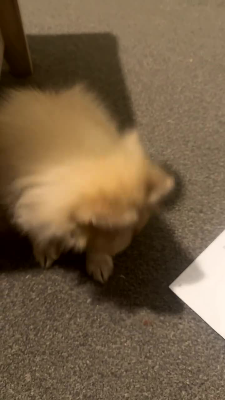 Pomeranian dogs for sale: Pomeranian for sale  - Video 1