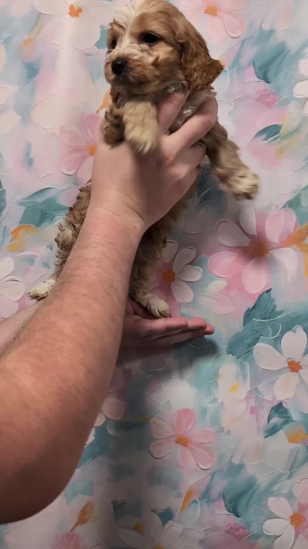 Cockapoo dogs for sale: Showtype F1 Cockapoos! Parents DNA Clear ✅ - Video 1