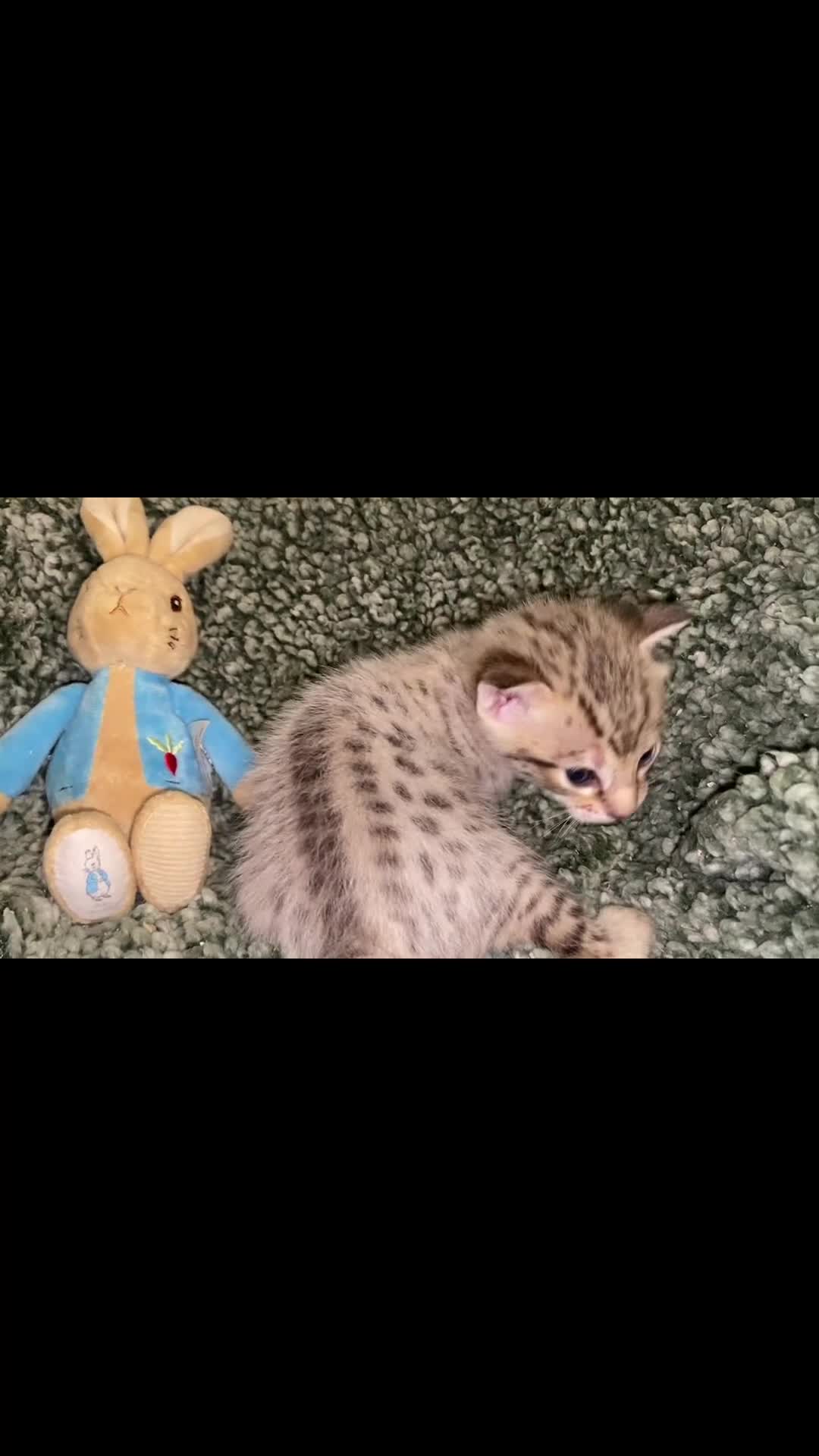 Savannah cats for sale: STUNNING F3 KIWANGA PEDIGREE SAVANNAH KITTENS  in Bridgend - Video 3