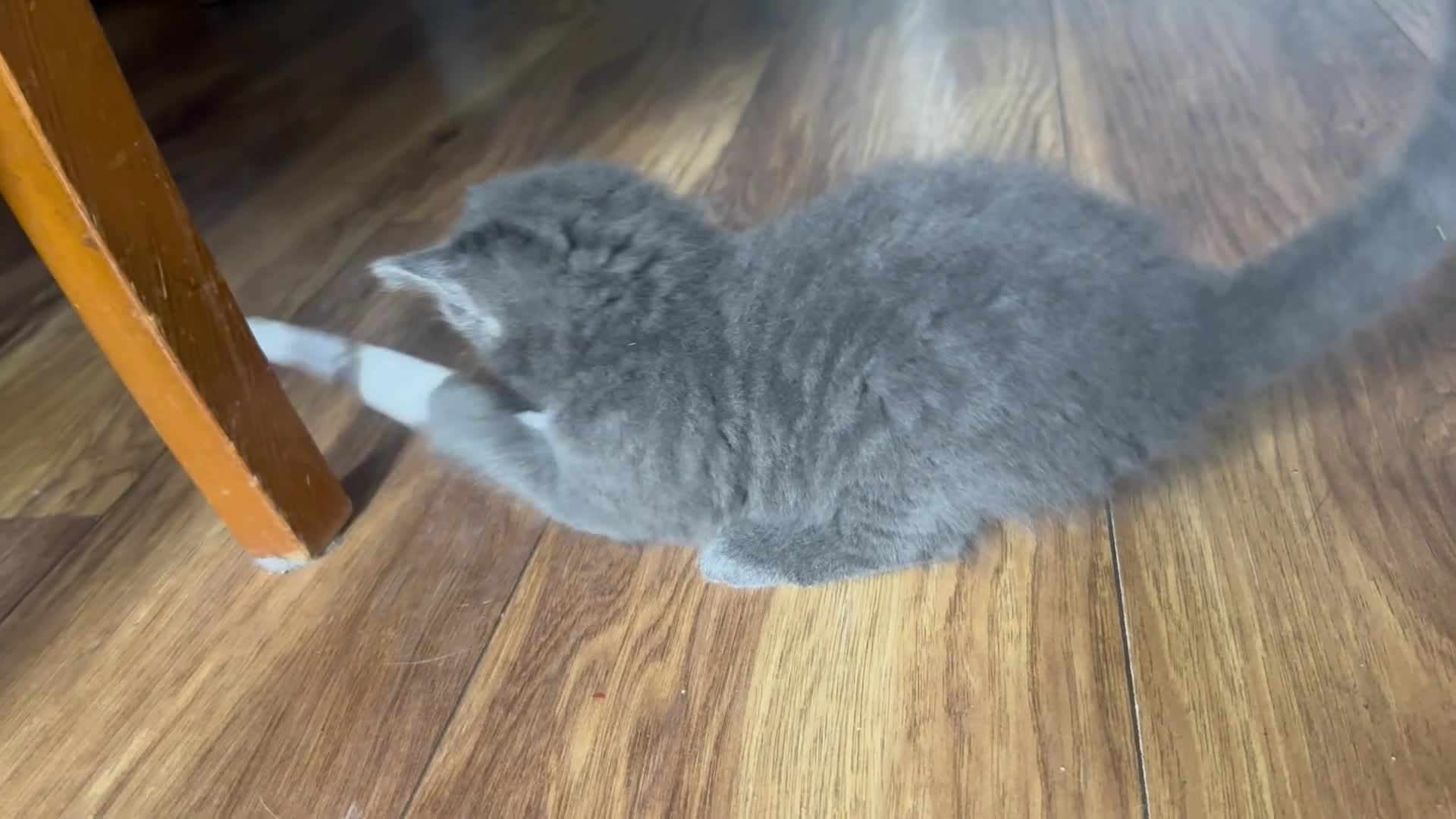 Mixed Breed cats for sale: Russian blue mix kittens  - Video 1