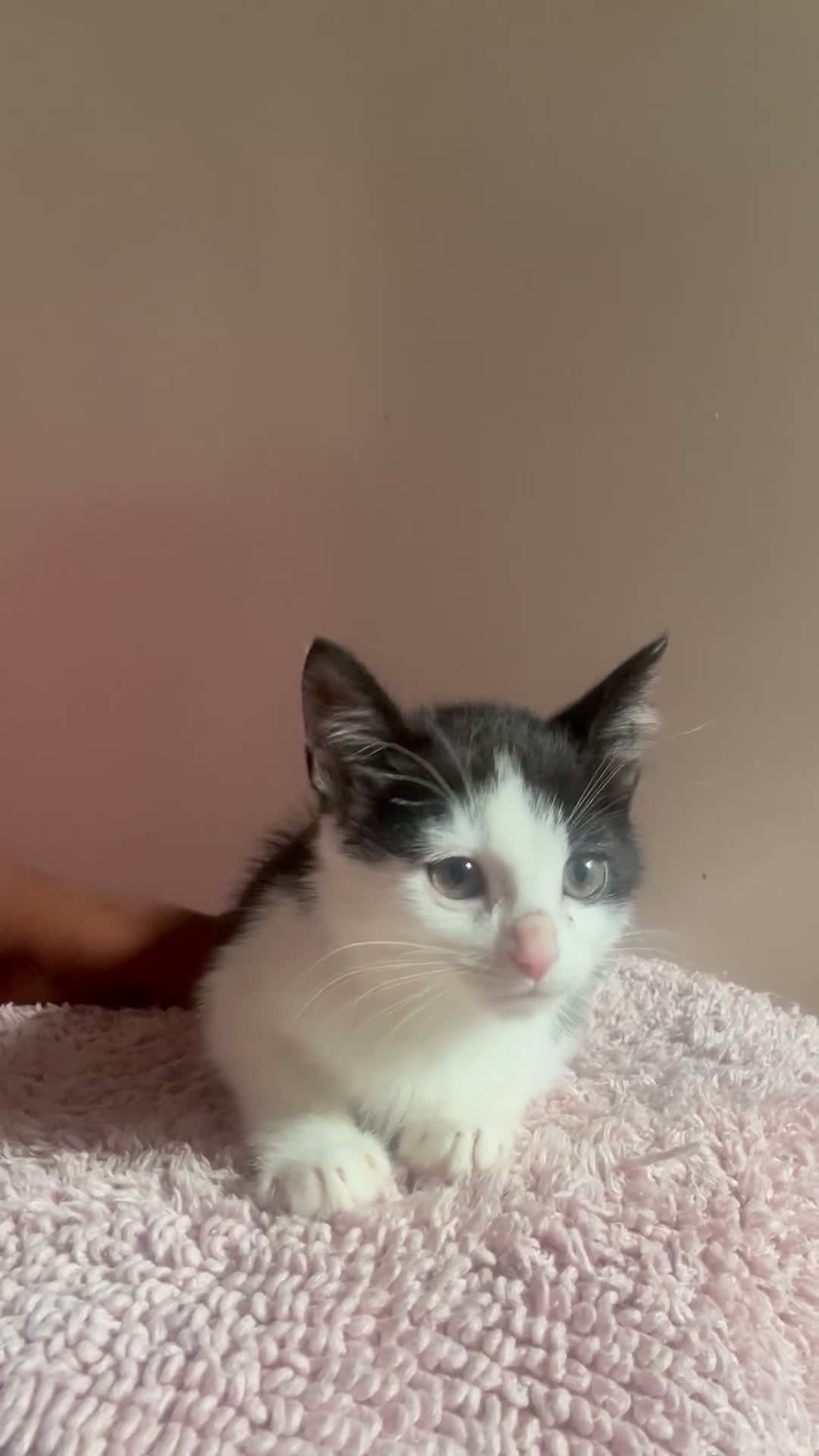 Mixed Breed cats for sale: 3 boys available 2 girls gone  - Video 1