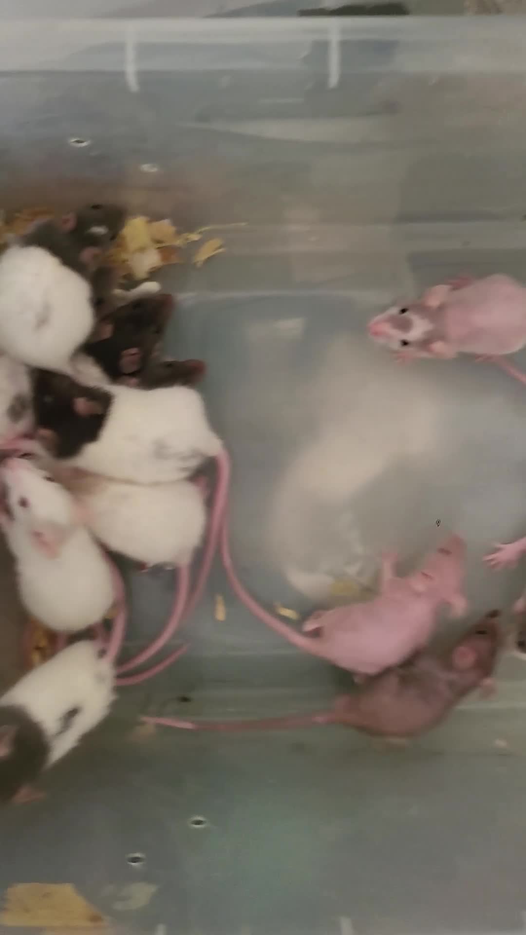 Rat rodents for sale: Friendly blue litter - Video 1