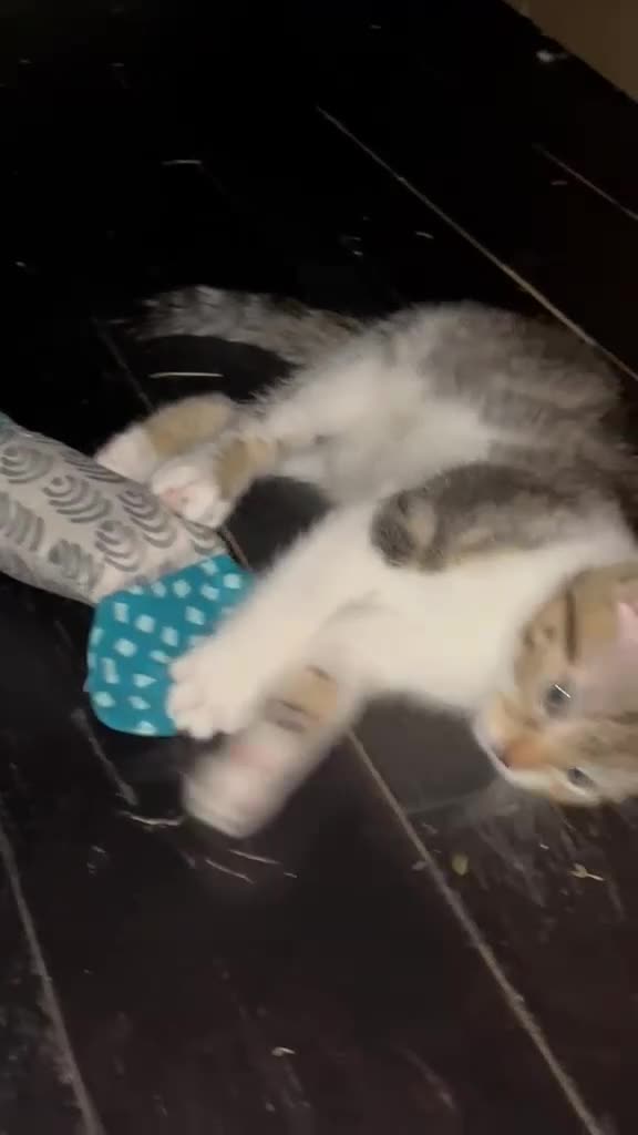Mixed Breed cats for sale: 4 beautiful kittens 🐾 - Video 1