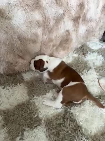 Boxer dogs for sale: Gorgeous boy boxer pup  - Video 1