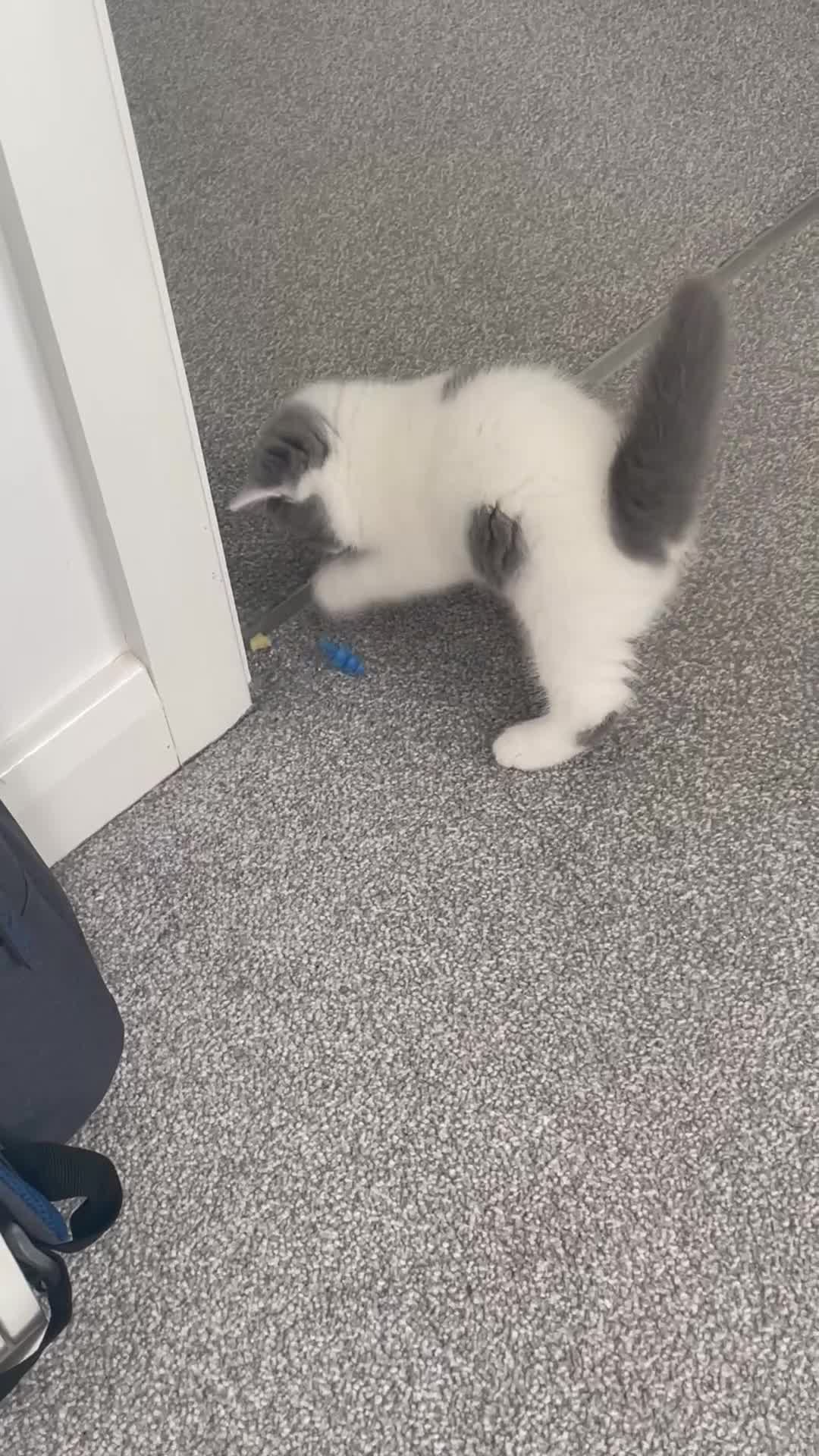 British Shorthair cats for sale: GCCF Adorable British Shorthair Companions - Video 1