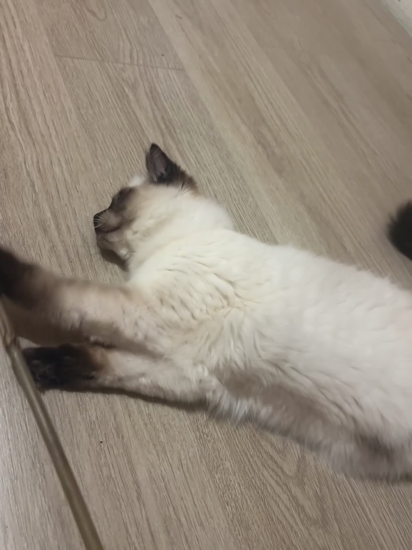 Ragdoll cats for sale: ONLY 2 MALE FULLBRED CHOCOLATE POINTS LEFT🐱🐾💖 in Manchester - Video 1