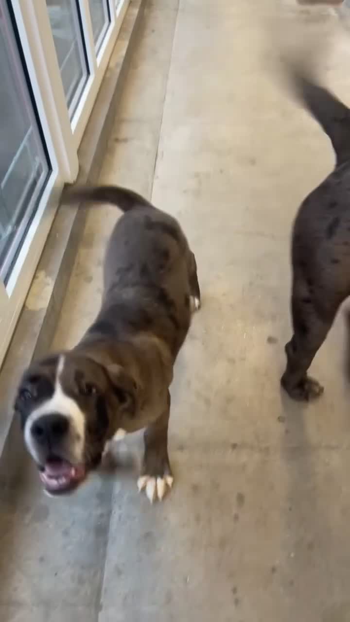 Cane Corso dogs for sale: Zeus the American Mastiff/Cane Corso in London - Video 2